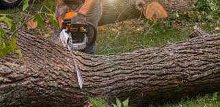 Lawn Maintenance Plans in University, MS