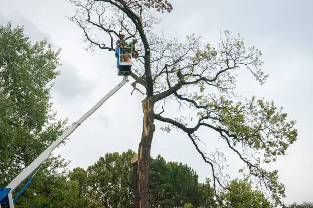 How Our Tree Care Process Works  in  University, MS